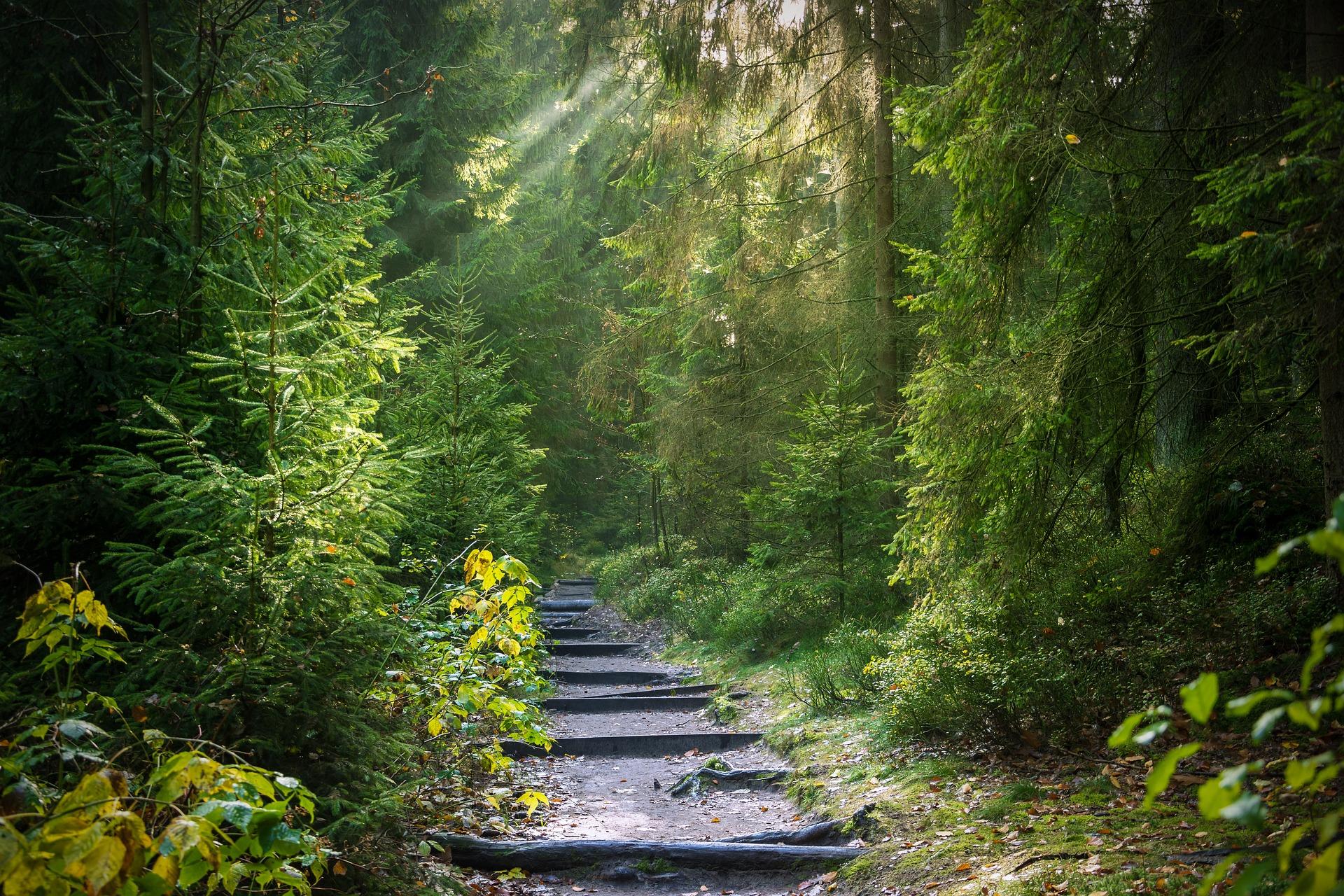 Stufiger Weg durch den Wald