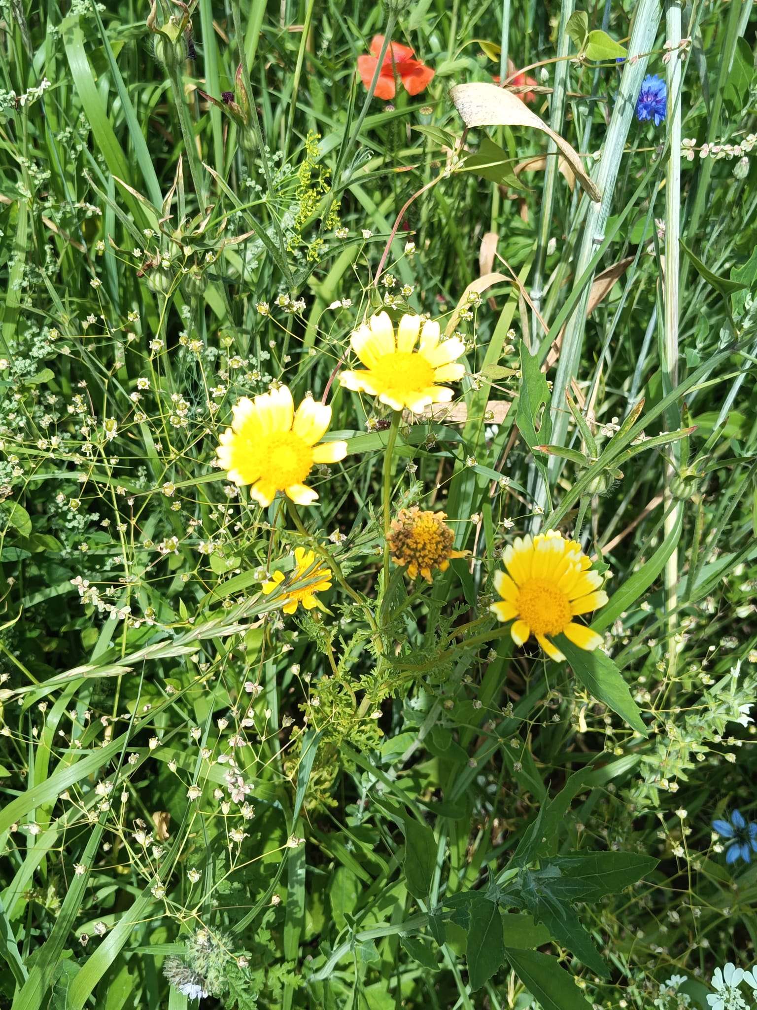Zusätzliche Wanderung am 13.08.2026