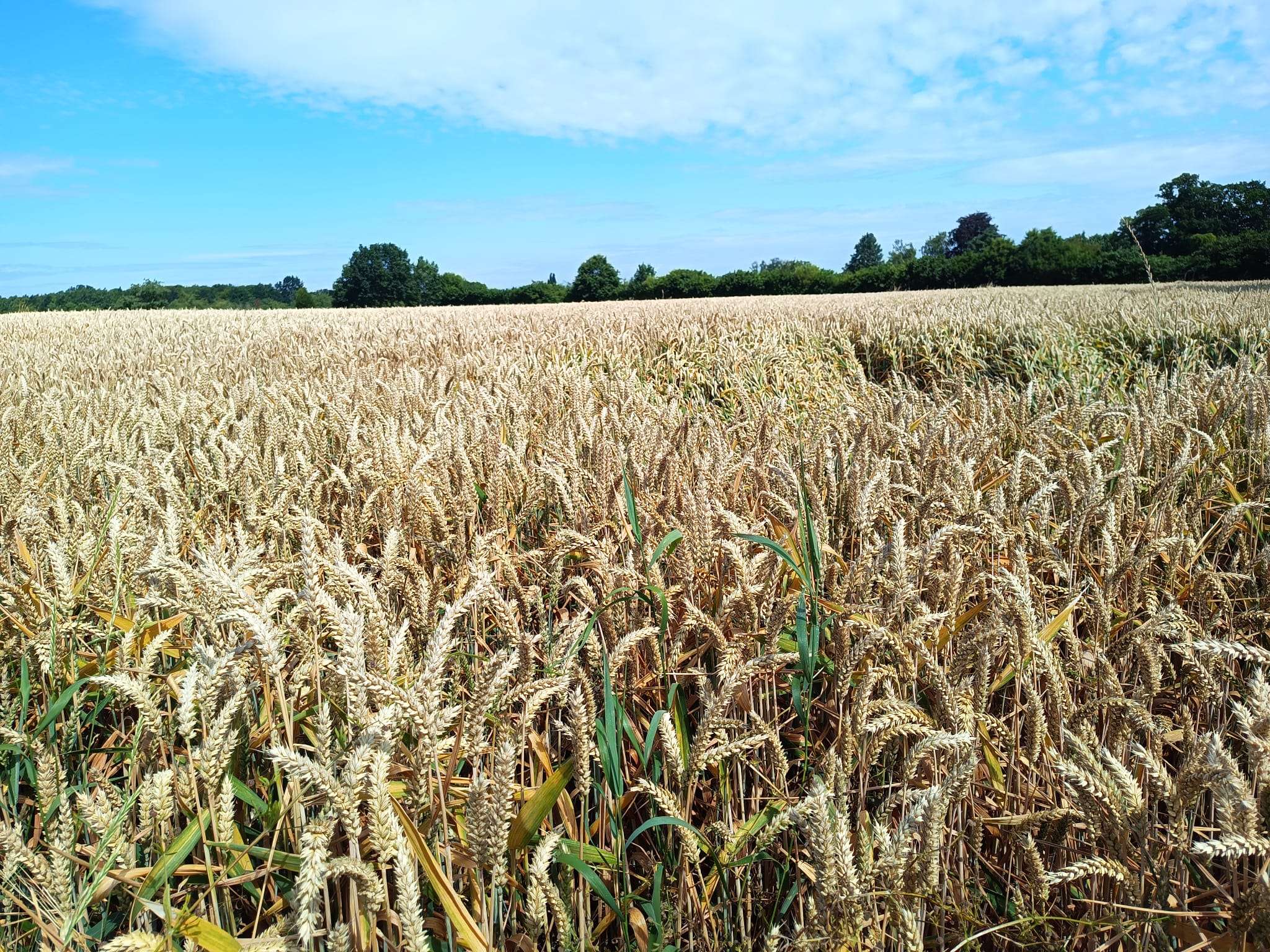SGV Gesamtverein: Wandern bei Hitze