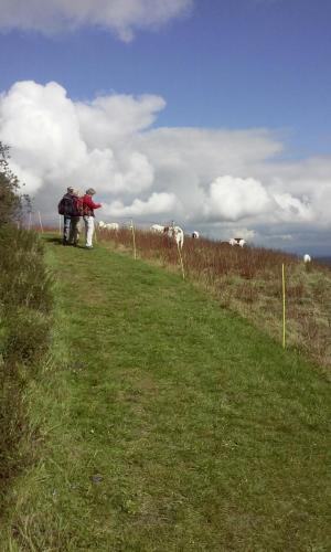 Wandern_Kühe_Konvertiert