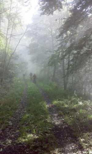 Wandern_Wald_Konvertiert